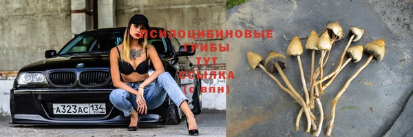 стаф Арсеньев
